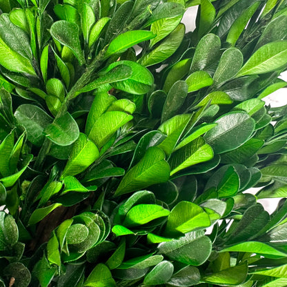 Naturally Preserved Green Boxwood Wreath 21" + Hanging Loop