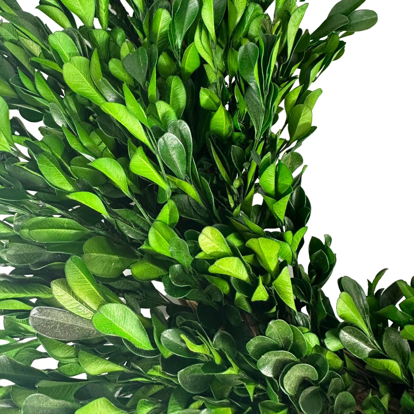 Naturally Preserved Green Boxwood Wreath 21" + Hanging Loop