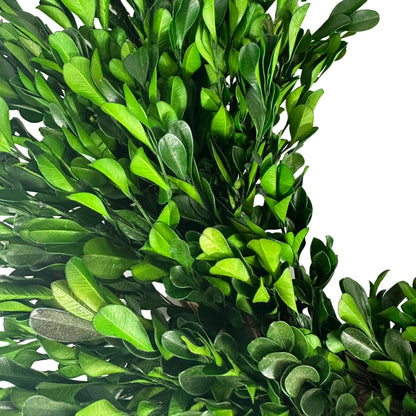 Naturally Preserved Green Boxwood Wreath 21" + Hanging Loop
