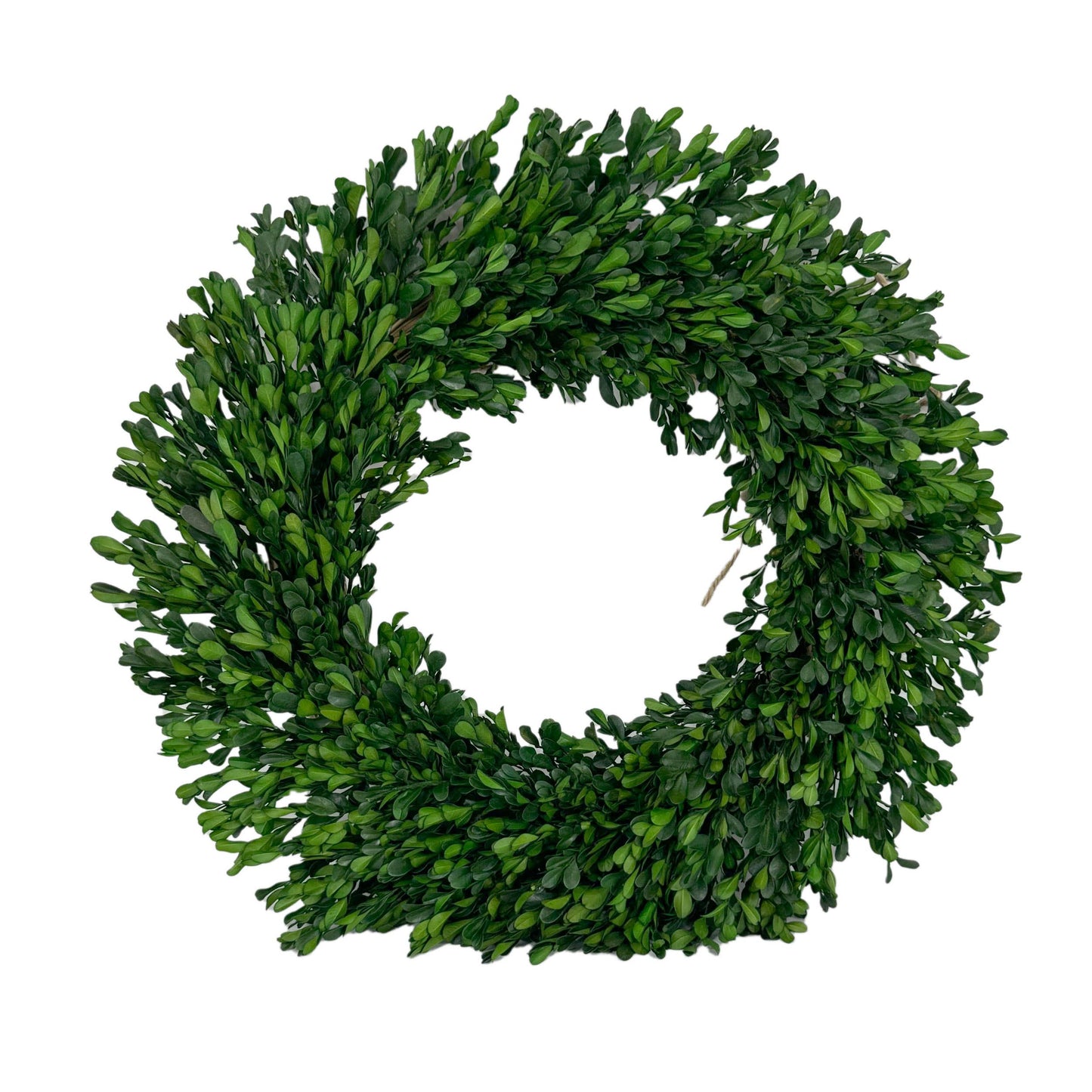 Naturally Preserved Green Boxwood Wreath 21" + Hanging Loop